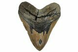 Fossil Megalodon Tooth - North Carolina #257746-1